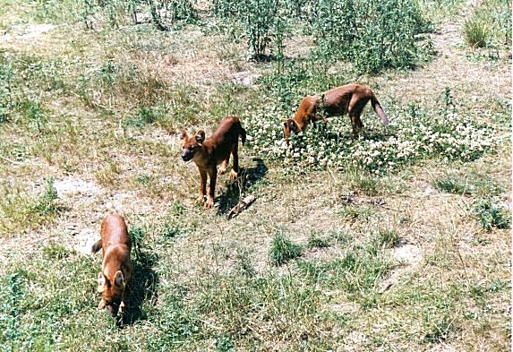 dhole in grass